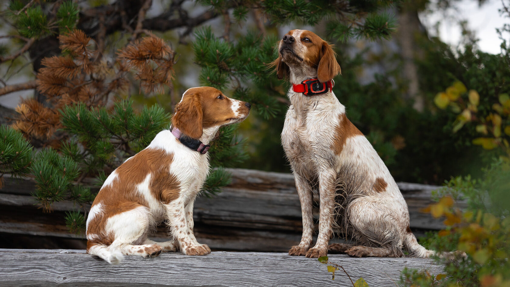 GPS Tracker Hund ohne Abo