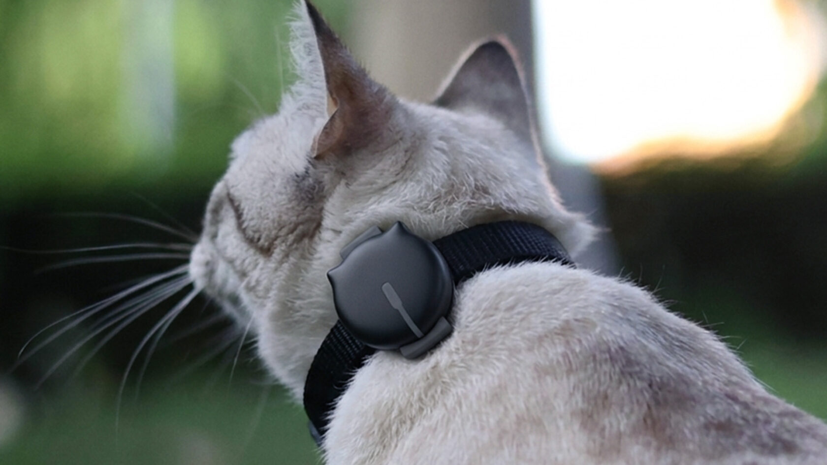 GPS Tracker Katze