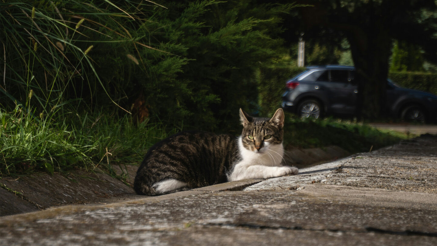 halsband für katzen mit gps