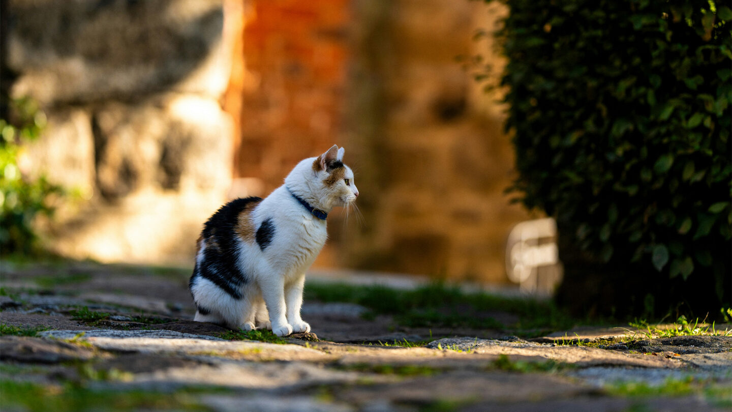 Katzenortung per App