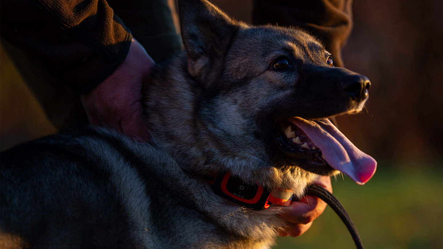 Moderne Jagdhundeortung mit GPS, LTE-M und Echtzeit-Tracking. Mehr Kontrolle, Präzision und Sicherheit für Ihren Jagdhund.