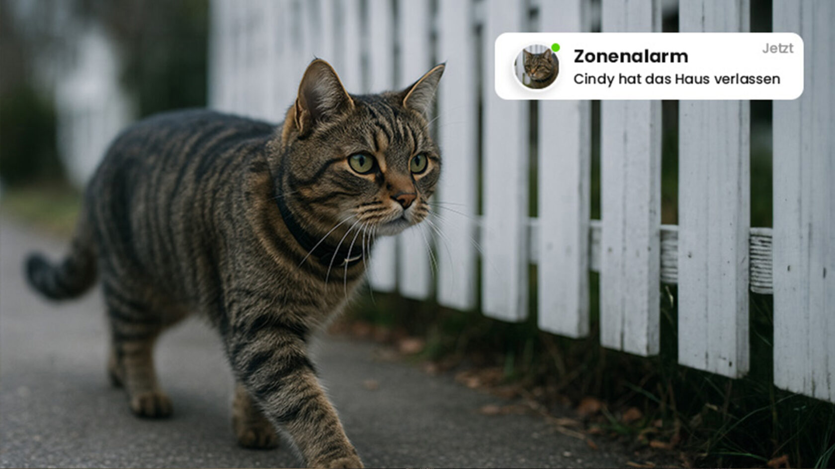 GPS Tracker für Katzen
