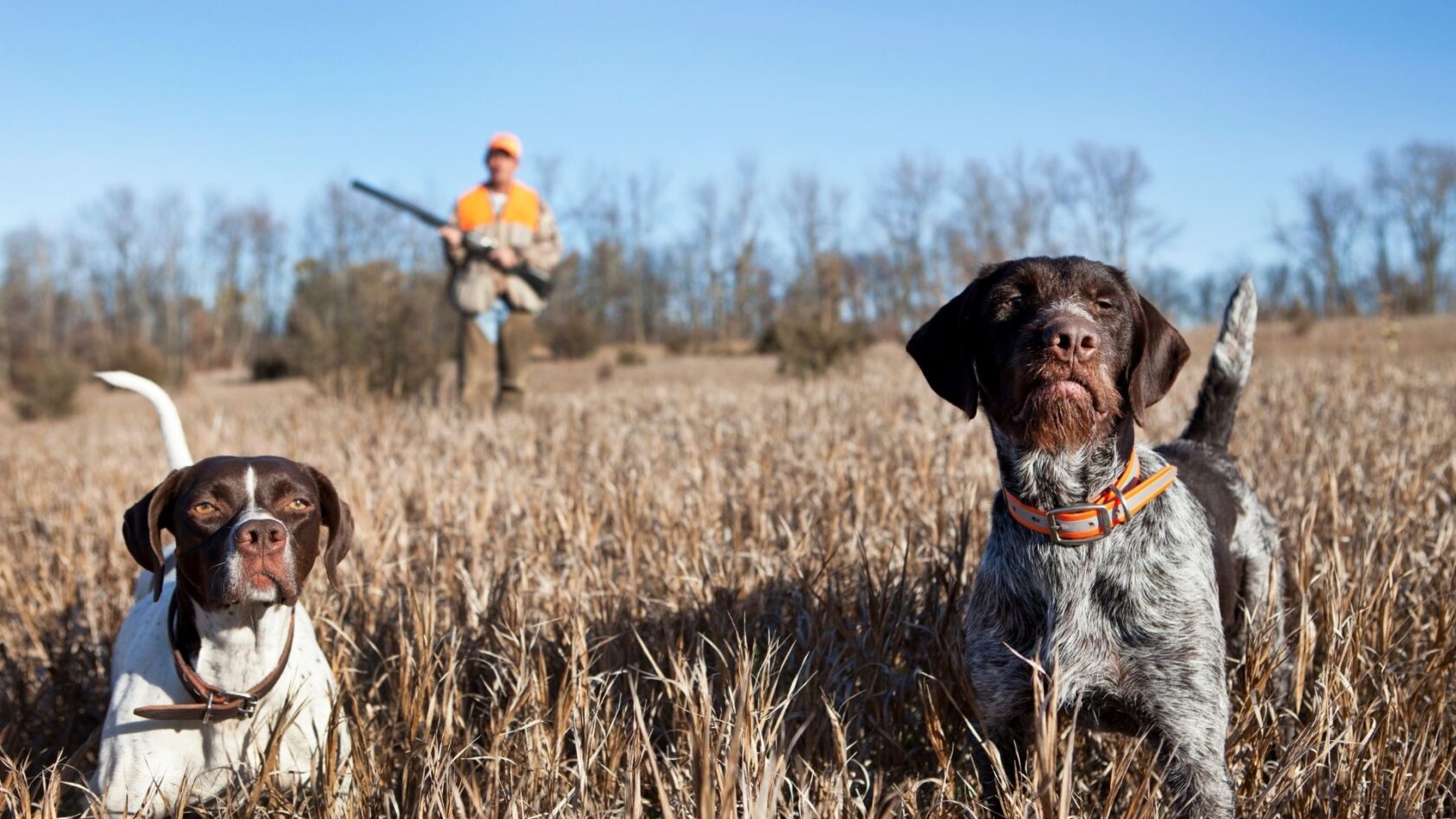 Two hunting dogs in a field with hunters in the background