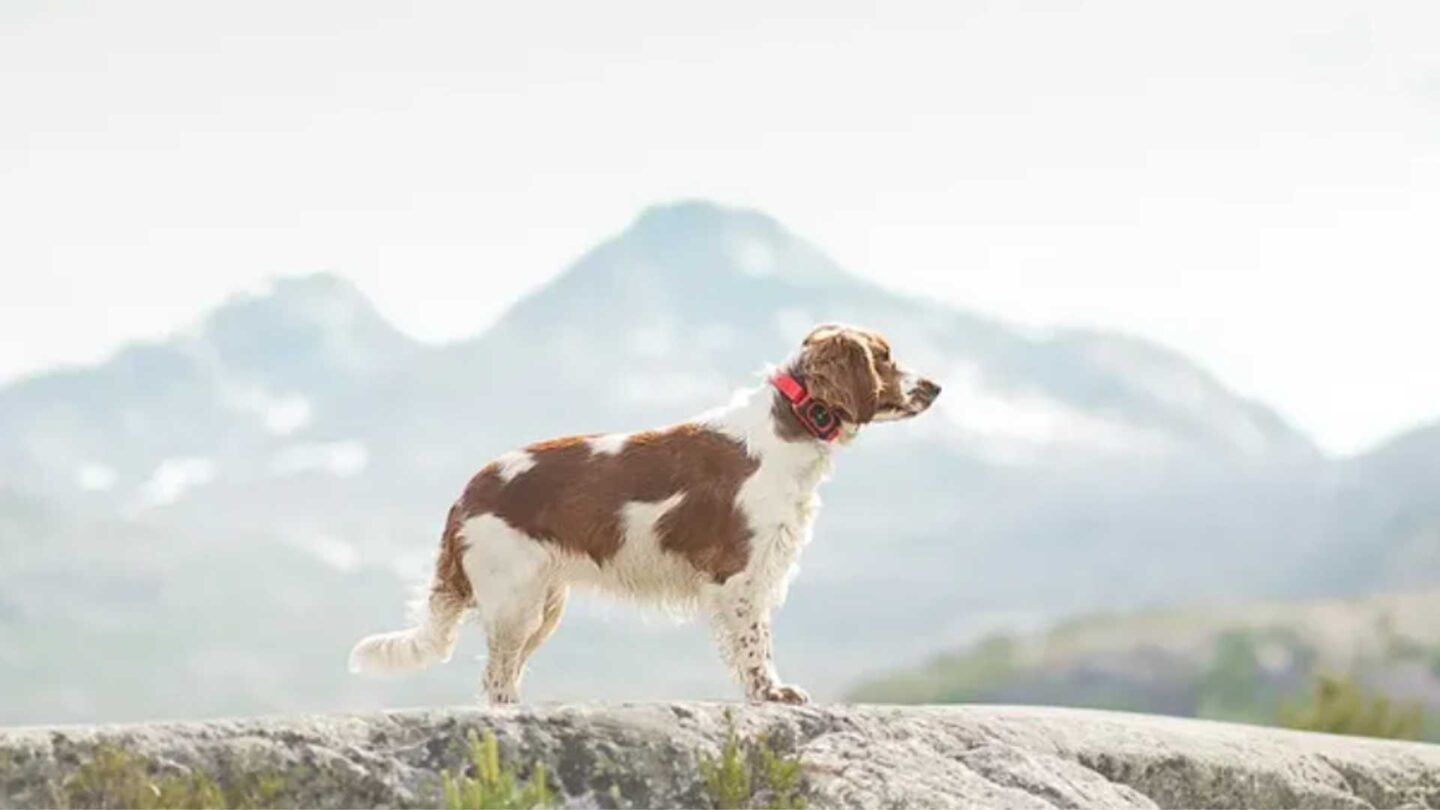 Jakthund med GPS hundpejl i skogen