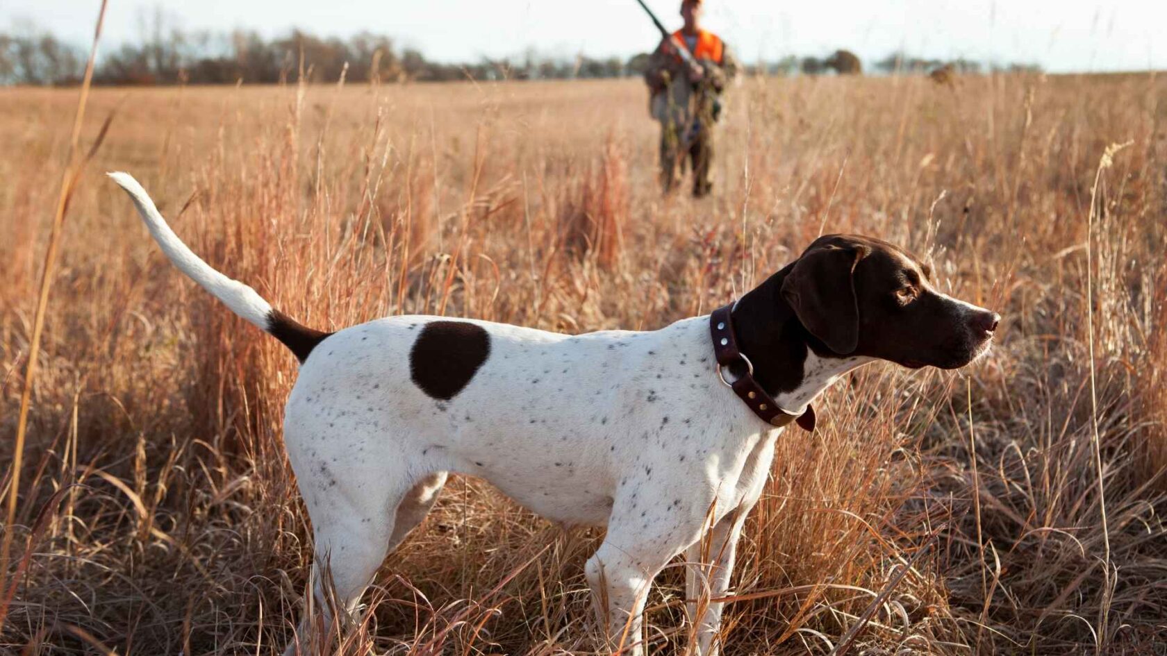 Roe deer hunting with a dog and GPS dog tracker