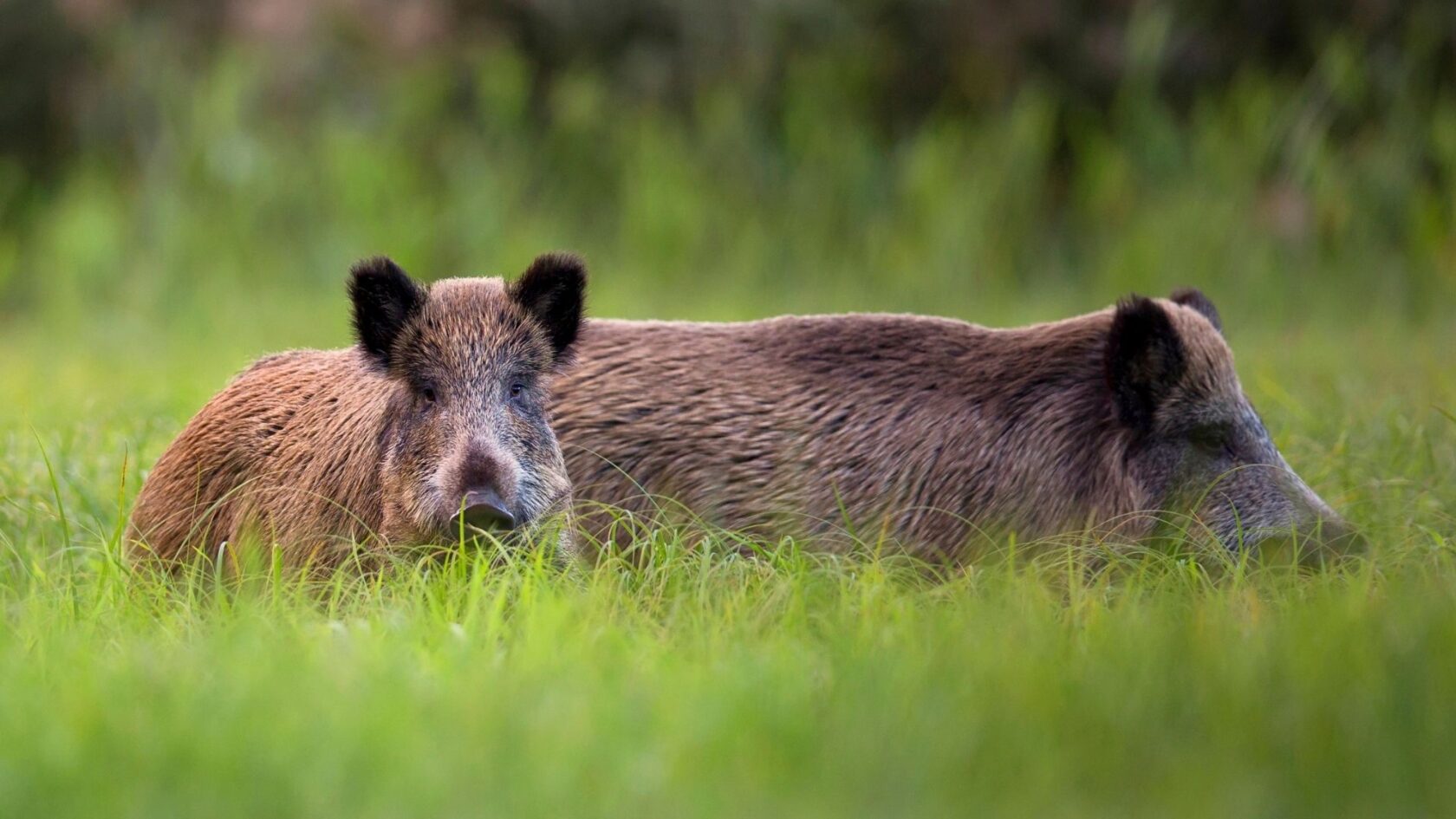 Wild boar in a forest
