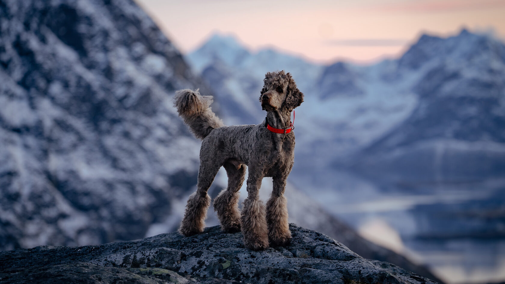 GPS Tracker für Hunde