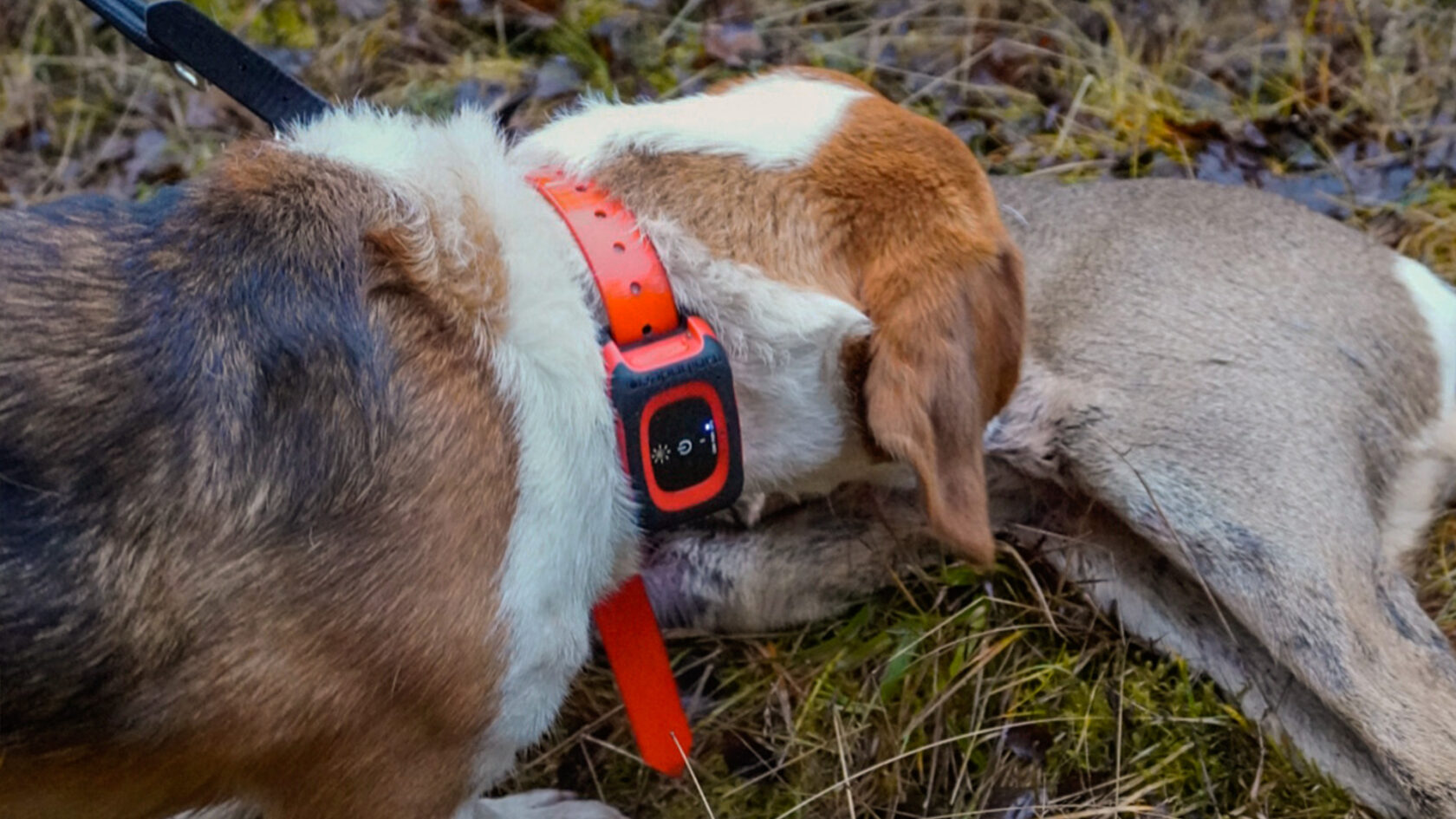 MiniFinder Rex Hundeortung Jagd