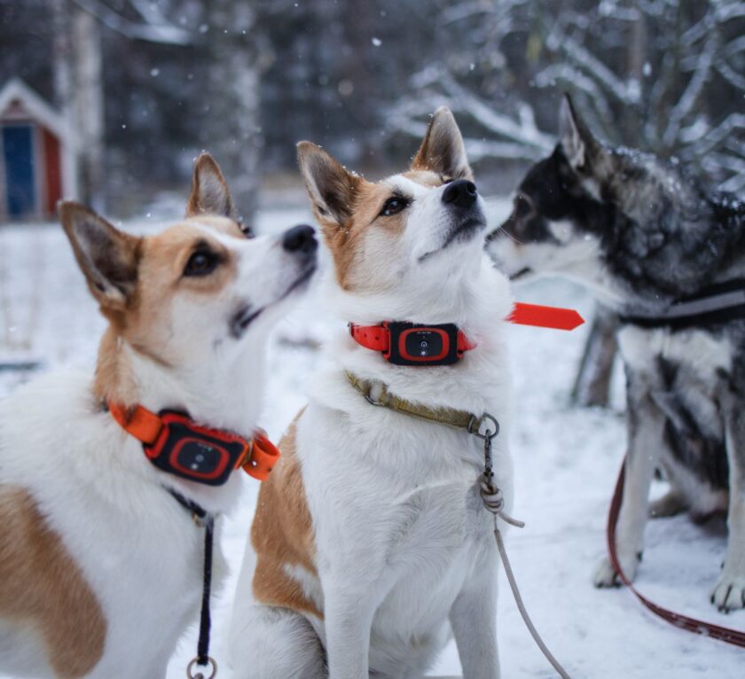 Two hunting dogs wearing MiniFinder Rex GPS dog trackers.
