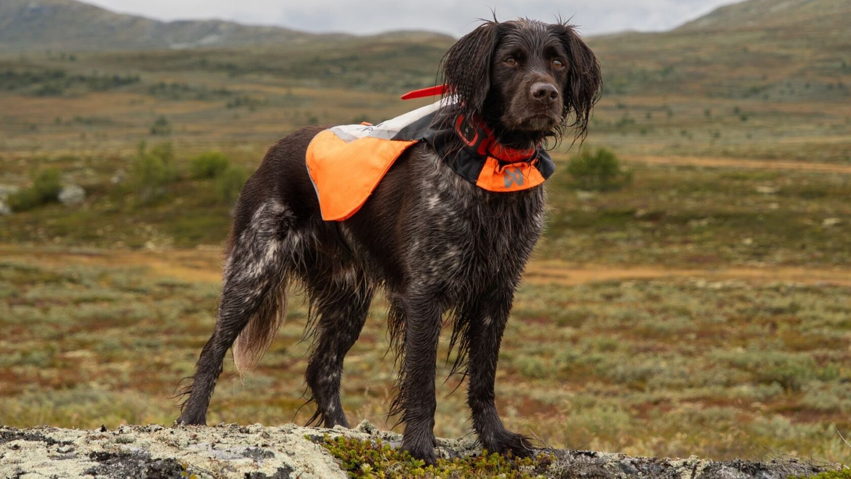 Hunting dog working during a fox hunt