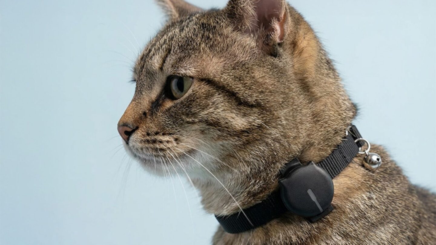 Katt med MiniFinder Gato GPS på halsbandet