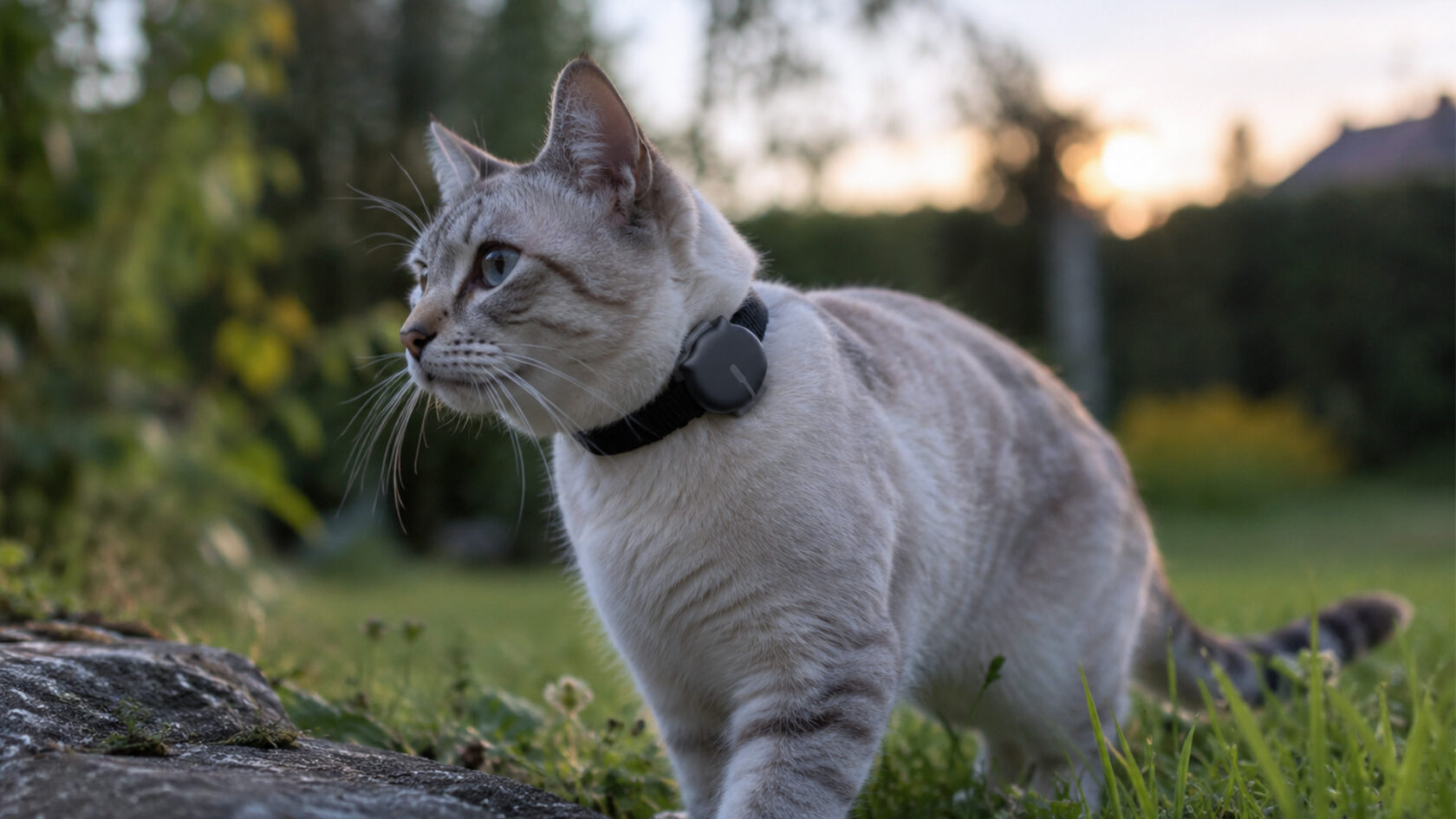 GPS Tracker für Katzen