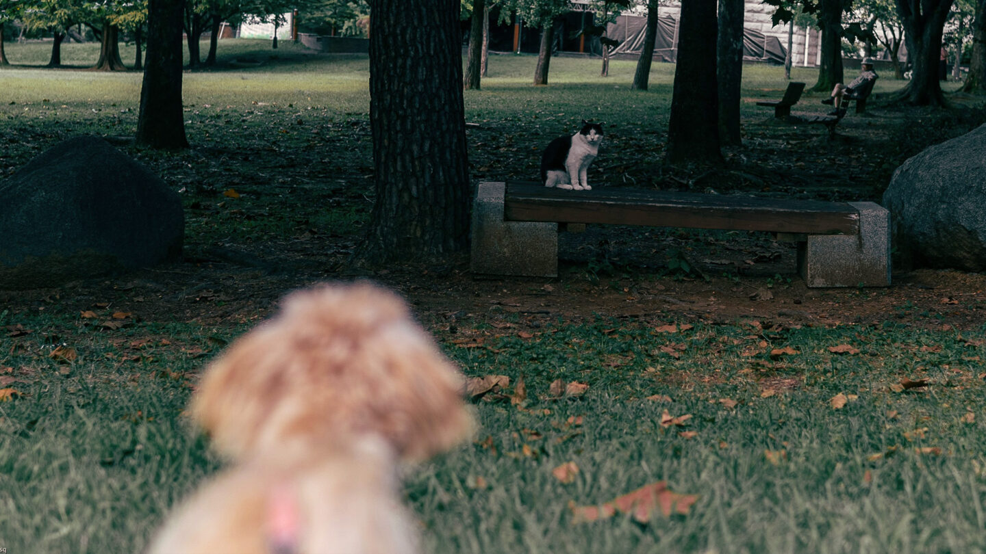 Hunde Tracking vs Katzen GPS im Vergleich