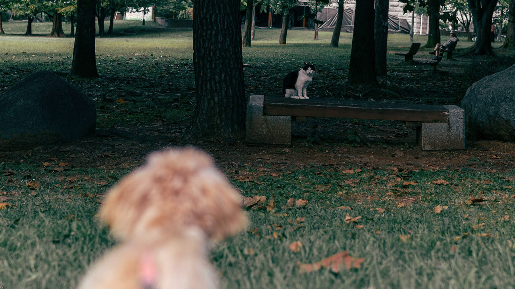 Hunde Tracking vs Katzen GPS im Vergleich