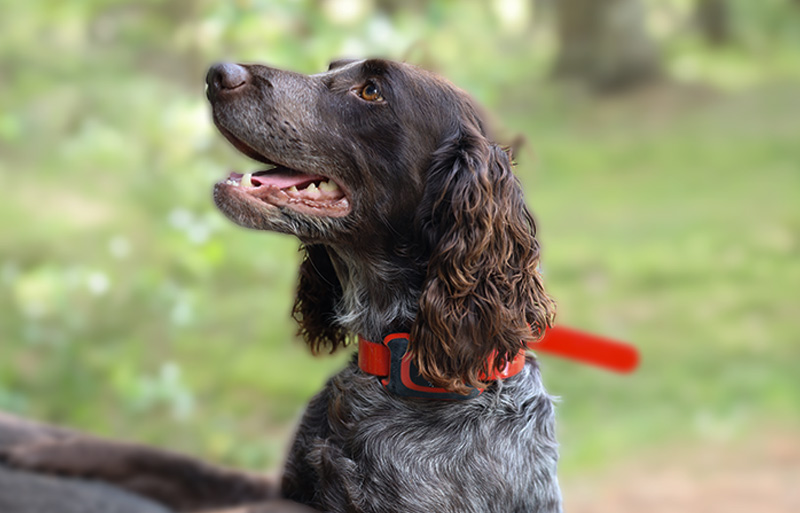 MiniFinder Rex - Jagdhundetracker für Profis