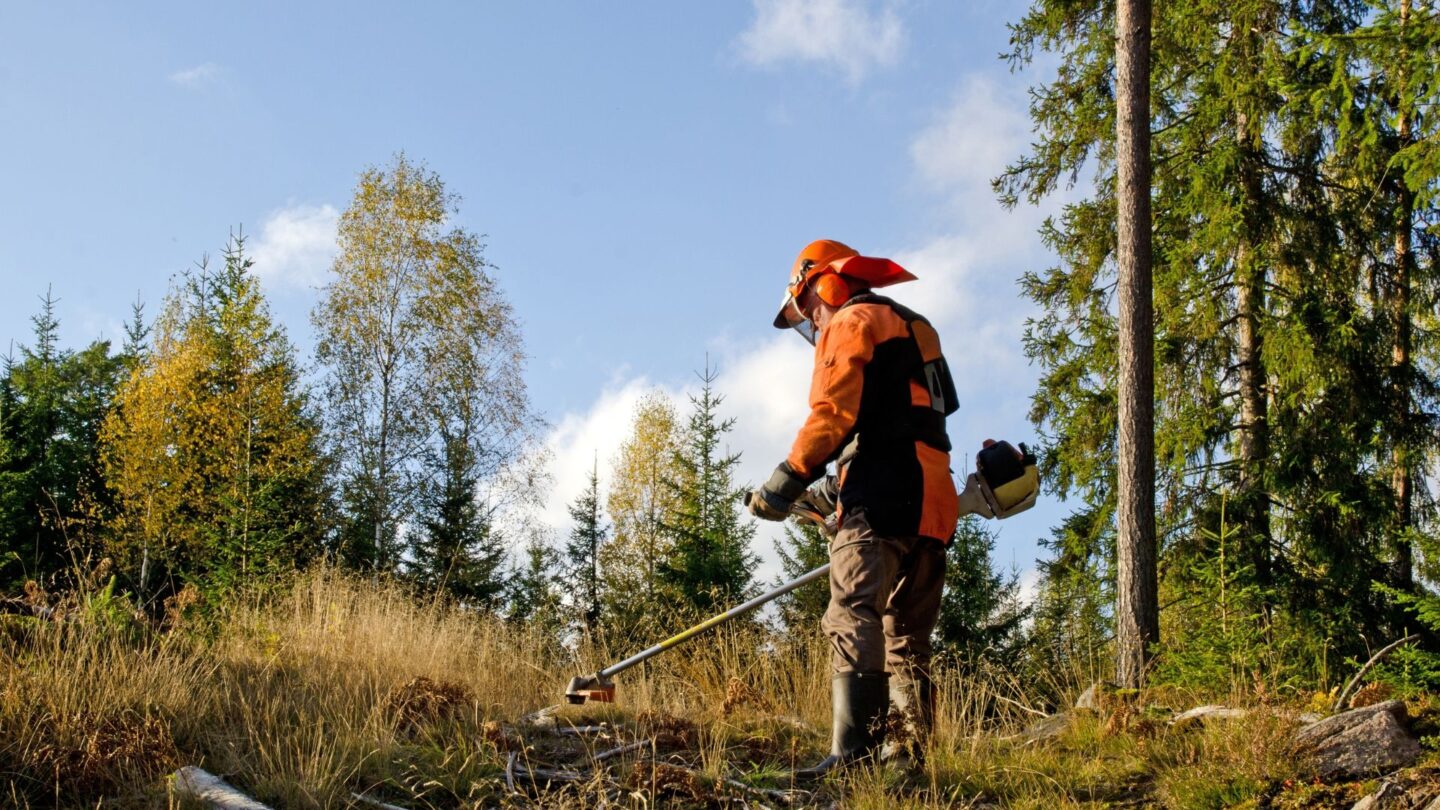 Forestry worker working alone in a remote forest, highlighting the risks of lone working outdoors
