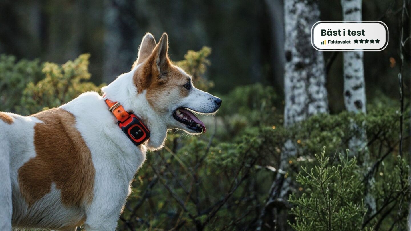 MiniFinder Rex and MiniFinder Vexo – ranked first and second in Faktavalet's comparison of GPS dog trackers in 2026.