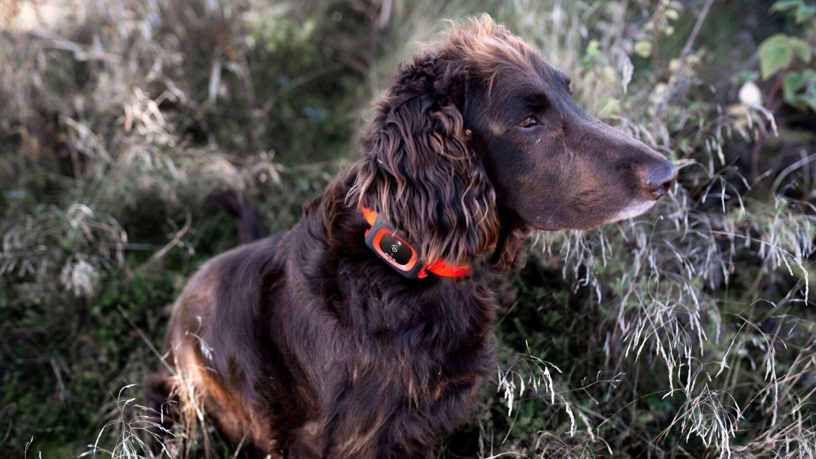 Hunting dog working during a fallow deer hunt