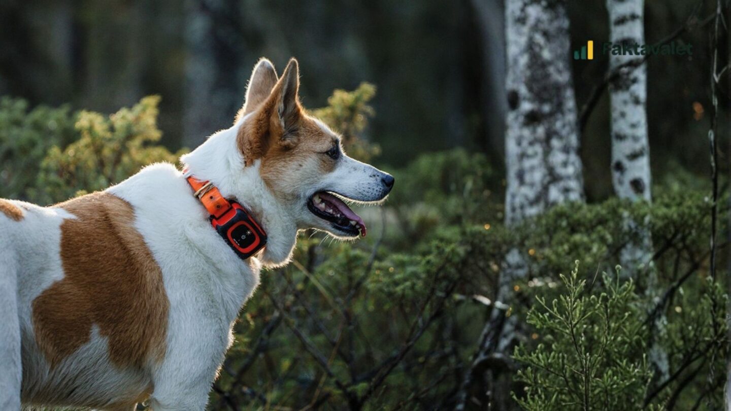 MiniFinder Rex and MiniFinder Vexo – ranked first and second in Faktavalet's comparison of GPS dog trackers in 2026.