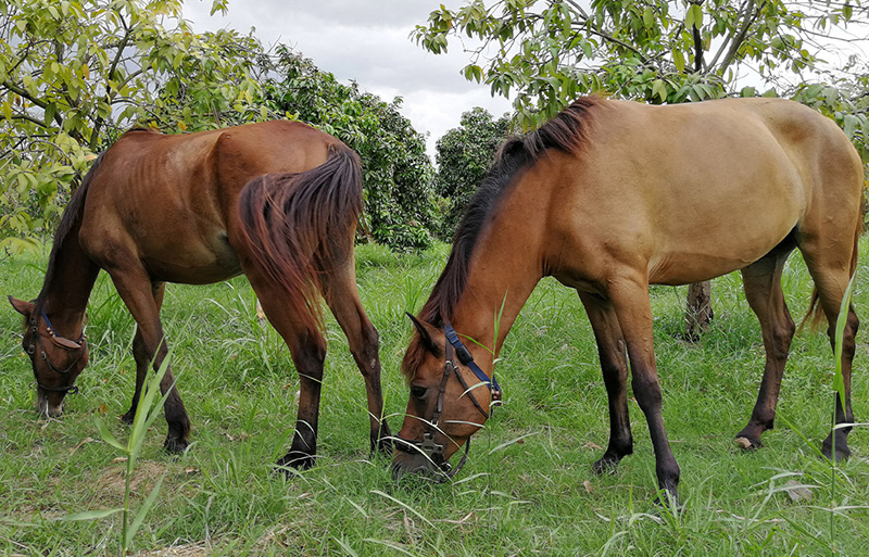 Horse with a MiniFinder Atto GPS tracker attached to its halter.